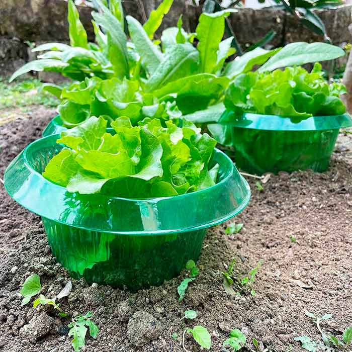 LettuceProtect, защита за маруля и други култури (10 броя) - Image 4