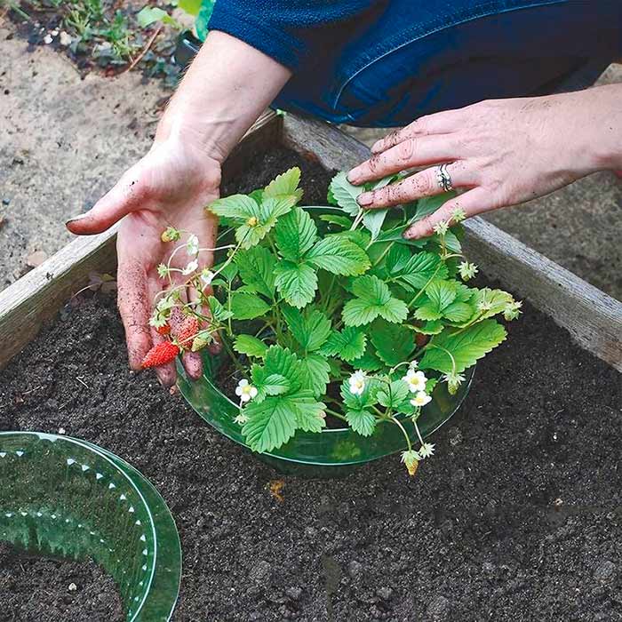 LettuceProtect, защита за маруля и други култури (10 броя) - Image 8