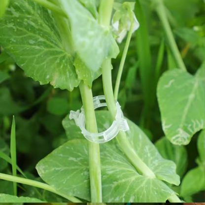 PLANTCLIP, GreenGrow Подкрепа за Растения - 60 Щипки - Image 2