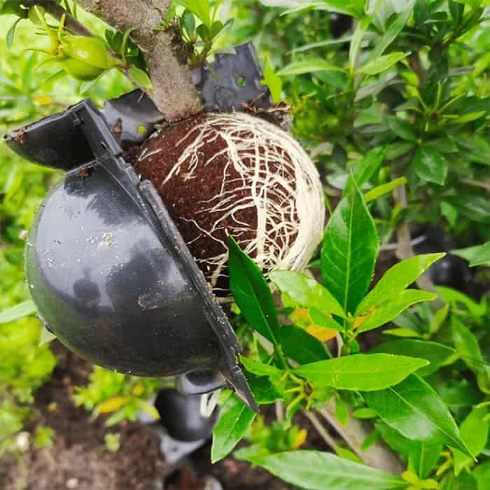 RootBall, инструмент за успешно клониране на растения (2 бр.) - Image 7