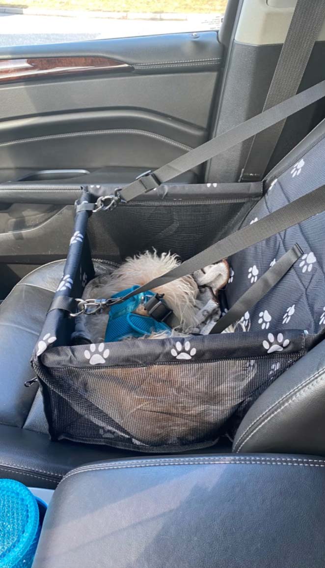 Seat4Dog, седалка за кола за домашни любимци - Image 10