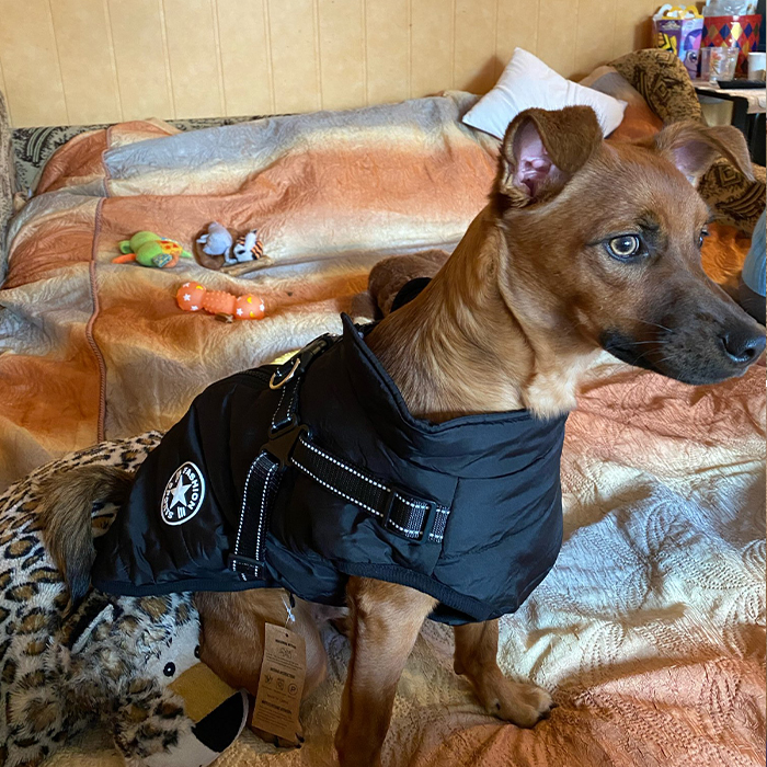 DogJacket, отразяващо и водоустойчиво зимно палто за кучета - Image 9